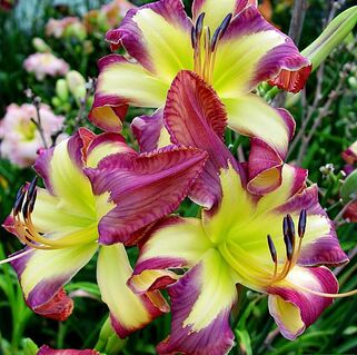 Лилейник Jungle Queen (Джангл Квин)