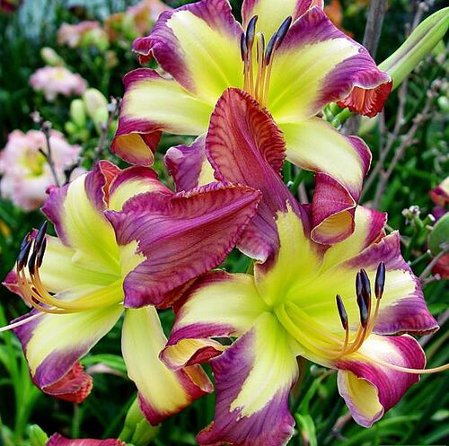 Лилейник Jungle Queen (Джангл Квин)