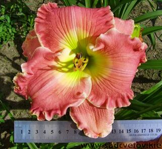 Лилейник America the Beautiful (Америкен зе бьютифул)