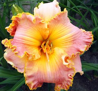 Лилейник Spacecoast Starburst (Спэйскоат Старбаст)