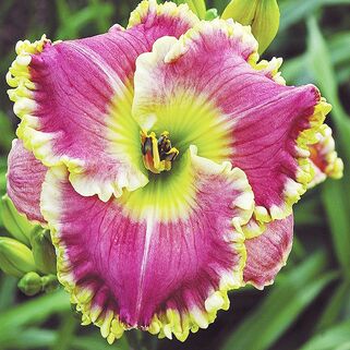 Лилейник Some Sweet Day (Сам Свит Дэй)