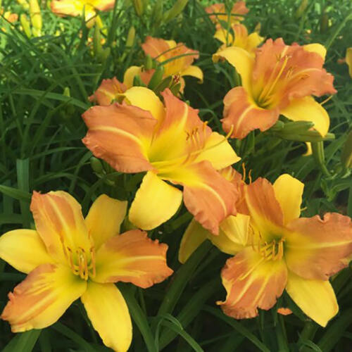 Лилейник EveryDaylily Punch Yellow (ЭвериДейлили Панч Йеллоу)