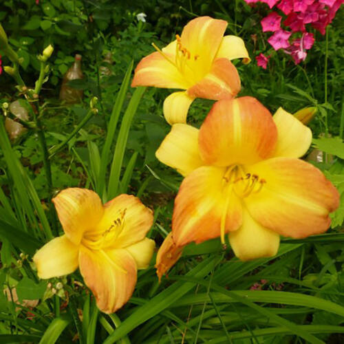 Лилейник EveryDaylily Punch Yellow (ЭвериДейлили Панч Йеллоу)