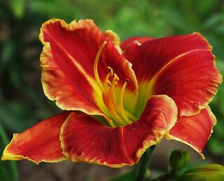 Лилейник Fire And Fog (Файе энд Фог)