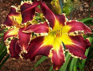 Лилейник Eight Miles High (Эйт Майлс Най)