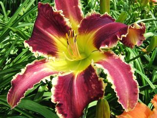 Лилейник Eight Miles High (Эйт Майлс Най)