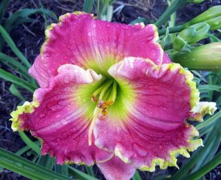 Лилейник Elegant Universe (Элегант Универс)