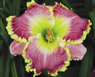 Лилейник Elegant Universe (Элегант Универс)