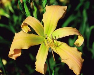 Лилейник Spinnaker (Спиннакер)