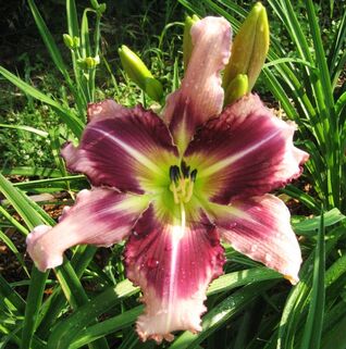 Лилейник The Eagle Has Landed (Зе Игл Хэз Лэндид)