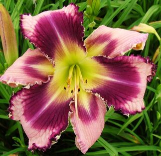 Лилейник The Eagle Has Landed (Зе Игл Хэз Лэндид)