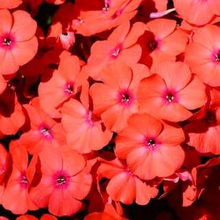 Флокс метельчатый Younique Orange (Юник Оранж)