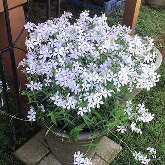 Флокс растопыренный May Breeze (Мэй Бриз)