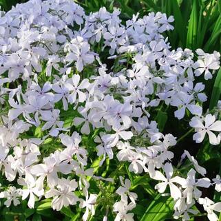 Флокс растопыренный May Breeze (Мэй Бриз)
