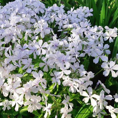 Флокс растопыренный May Breeze (Мэй Бриз)
