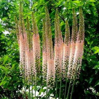 Эремурус гибридный Roford (Рофорд)