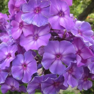 Флокс метельчатый Andre (Андрэ)