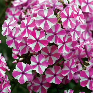 Флокс Candy Twist (Кэнди Твист)