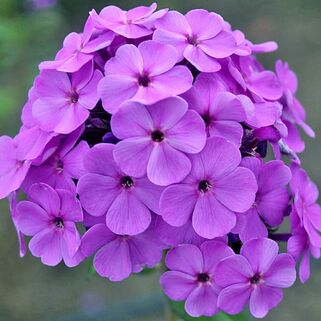 Флокс Cool Best (Кул Бэст)