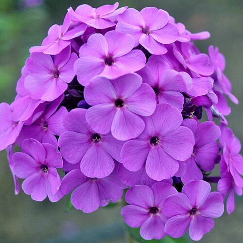 Флокс Cool Best (Кул Бэст)