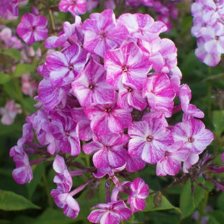 Флокс Freckle Purple Shades (Фрекл Пёпл Шейдс)