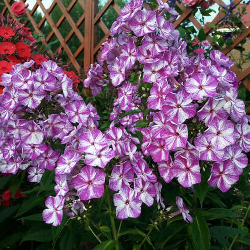 Флокс Freckle Purple Shades (Фрекл Пёпл Шейдс)