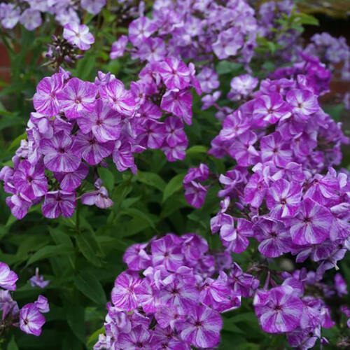 Флокс Freckle Purple Shades (Фрекл Пёпл Шейдс)