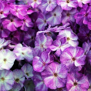 Флокс Freckle Purple Shades (Фрекл Пёпл Шейдс)