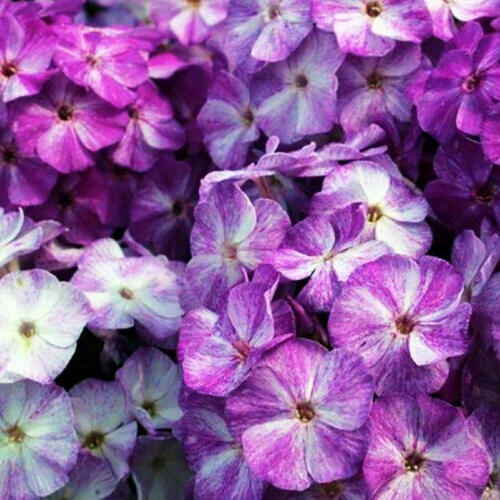 Флокс Freckle Purple Shades (Фрекл Пёпл Шейдс)