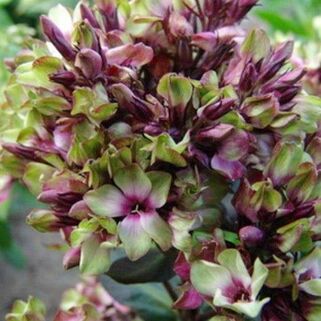 Флокс Green Lady (Грин Леди)