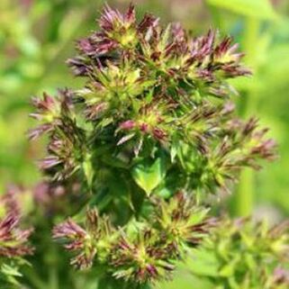 Флокс Green Lady (Грин Леди)