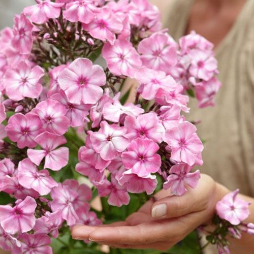 Флокс Hercules (Геркулес)