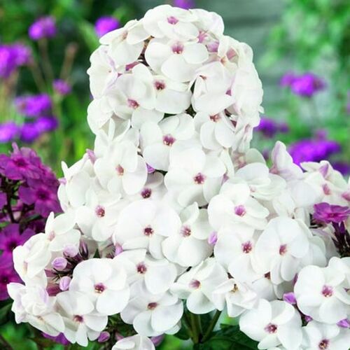 Флокс Ice Cream (Айс Крим)