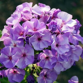 Флокс Jeff's Blue (Джеффс Блю)