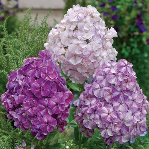 Флокс Potpourri Purple (Попурри Пепл)