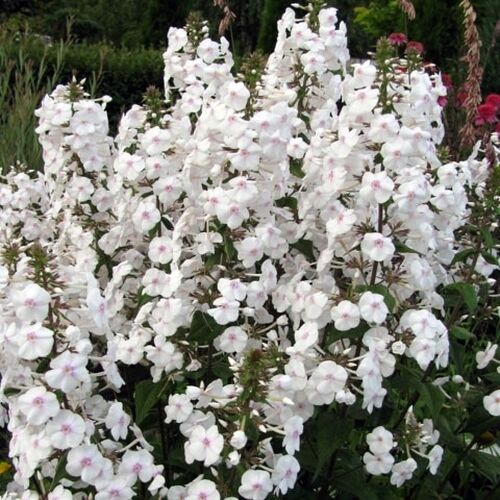 Флокс Schneelawine (Шнеелавин)