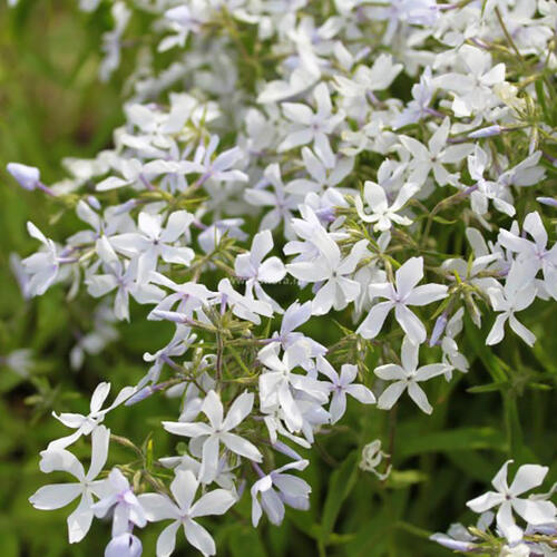 Флокс White Perfume (Уайт Перфьюм)