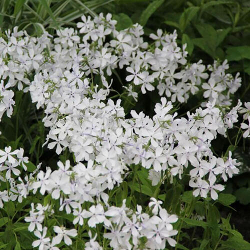 Флокс White Perfume (Уайт Перфьюм)