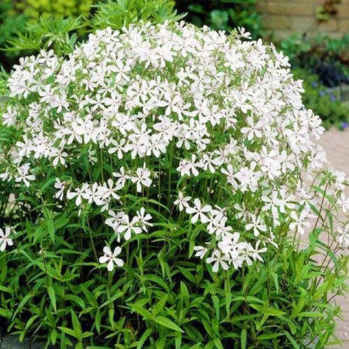 Флокс White Perfume (Уайт Перфьюм)