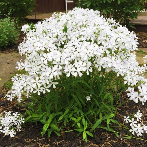 Флокс White Perfume (Уайт Перфьюм)