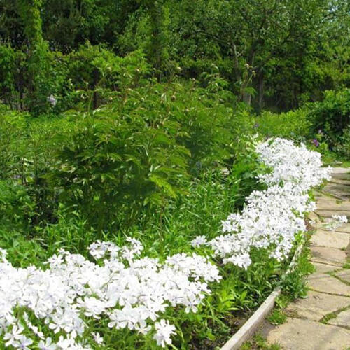 Флокс White Perfume (Уайт Перфьюм)