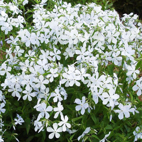 Флокс White Perfume (Уайт Перфьюм)