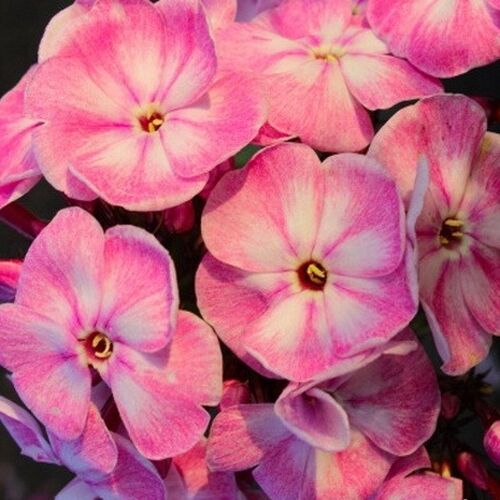 Флокс Younique Purple (Юник Пепл)