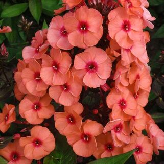 Флокс метельчатый Younique Orange (Юник Оранж)