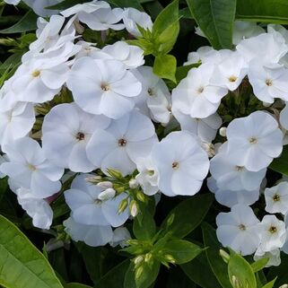 Флокс Zoë (Зои)