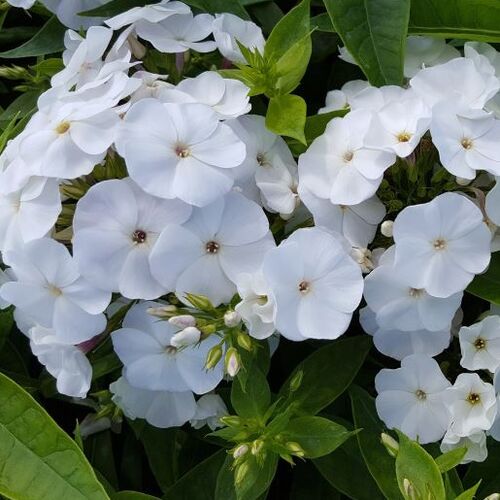 Флокс Zoë (Зои)