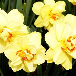 Нарцисс Ascot (Аскот)