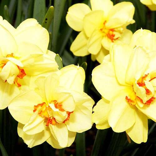 Нарцисс Ascot (Аскот)