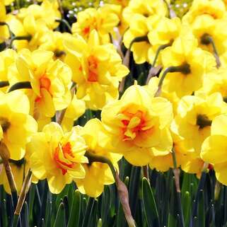 Нарцисс Ascot (Аскот)