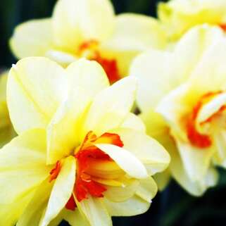 Нарцисс Ascot (Аскот)